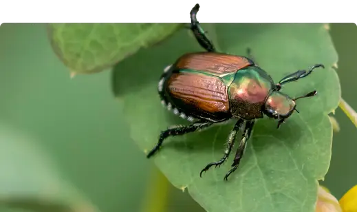 Un bando da due milioni di euro per salvare con reti e protezioni il lavoro delle aziende florovivaistiche dalla Popillia japonica Un bando da due milioni di euro per salvare con reti e protezioni il lavoro delle aziende florovivaistiche dalla Popillia japonica