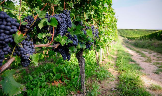 Un bando per promuovere gli investimenti nel mondo del vino Un bando per promuovere gli investimenti nel mondo del vino