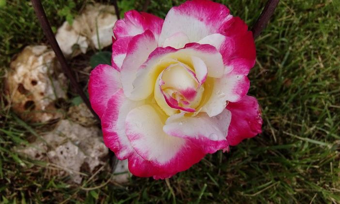 Al via la terza edizione di "Rosso di rose" a Viarigi con conferenze, eventi e il filo conduttore "Rosso Monferrato" Al via la terza edizione di "Rosso di rose" a Viarigi con conferenze, eventi e il filo conduttore "Rosso Monferrato"