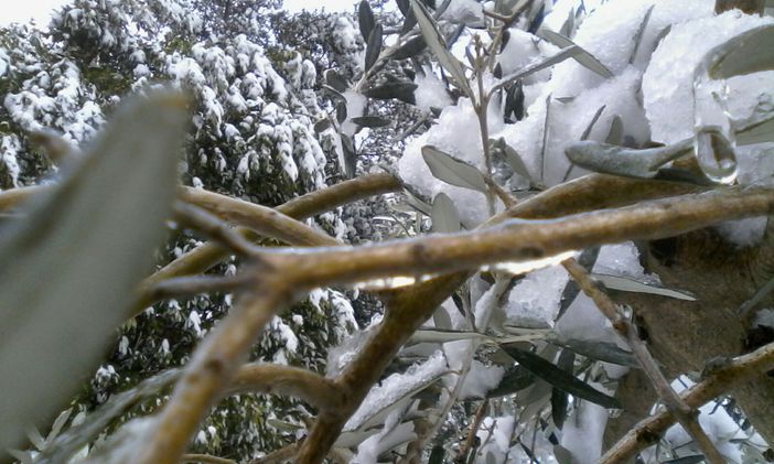 Gelo sulle campagne: nell'Astigiano ingenti danni ai vigneti nella zona di Nizza Monferrato. Non si evidenziano per ora danni a noccioleti Gelo sulle campagne: nell'Astigiano ingenti danni ai vigneti nella zona di Nizza Monferrato. Non si evidenziano per ora danni a noccioleti