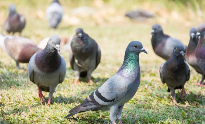 Piano colombi, l'analisi legale: "Presenza rilevanti profili di illegittimità" [DOCUMENTO]