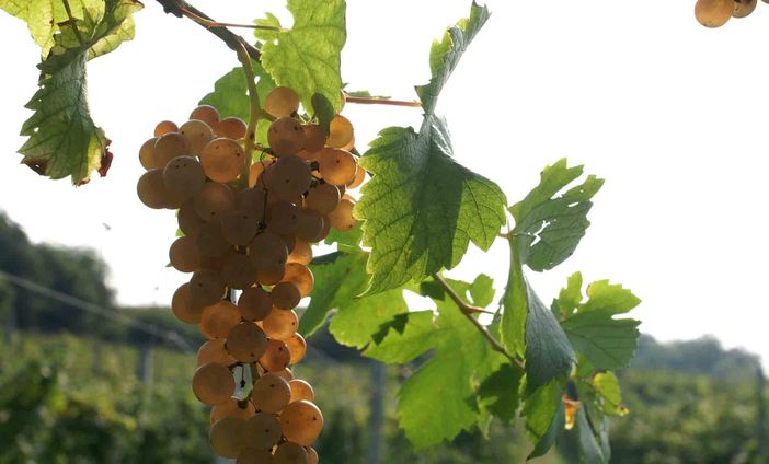 Il Piemonte del vino sbarca alla Milano Wine Week Il Piemonte del vino sbarca alla Milano Wine Week