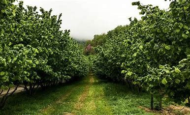Un camper gira il Piemonte con informazioni sui bandi per la valorizzazione del patrimonio tartufigeno Un camper gira il Piemonte con informazioni sui bandi per la valorizzazione del patrimonio tartufigeno