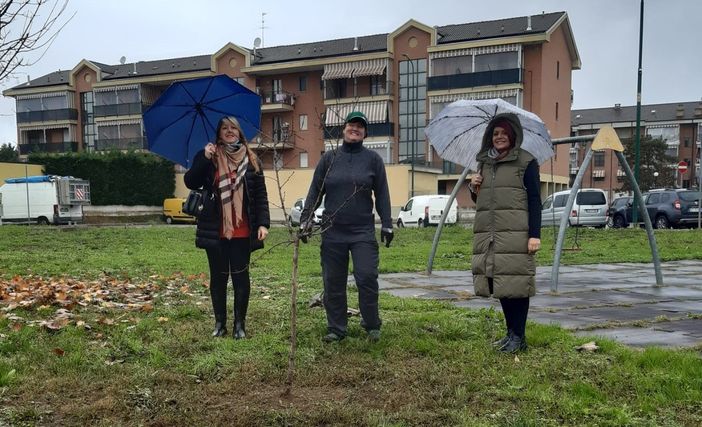 Alcune immagini della piantumazione dei due alberi