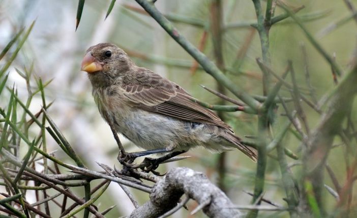Il fringuello di Charles Darwin Il fringuello di Charles Darwin