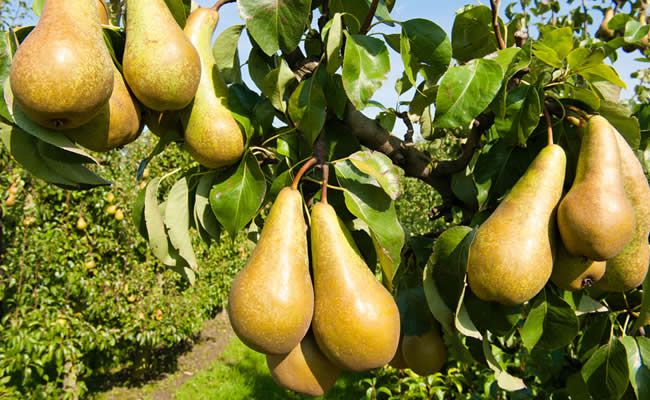 Coldiretti Piemonte lancia l'allarme: "Caduta precoce delle pere a causa delle piogge” Coldiretti Piemonte lancia l'allarme: "Caduta precoce delle pere a causa delle piogge”