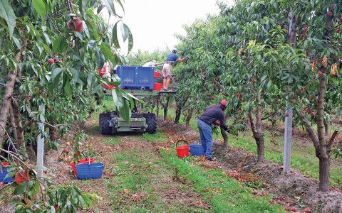 Manodopera in agricoltura, la Regione: &quot;Prima giovani e disoccupati&quot;