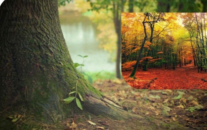 Con "Oxygen Map", 15 ettari di bosco di proprietà dell' Istituto Sostentamento Clero di Asti verranno messi a carbon credit