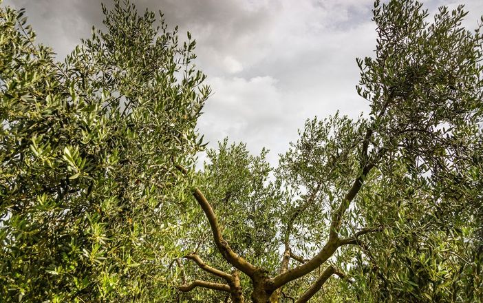 Una delle immagini del contest Giro d'Olio
