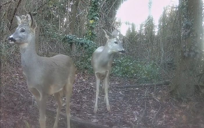 Un frame del video di Vittorio Ricci