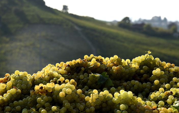 Consorzio dell'Asti Spumante e del Moscato d'Asti Docg: &quot;Una vendemmia sorprendente nonostante la siccità&quot;