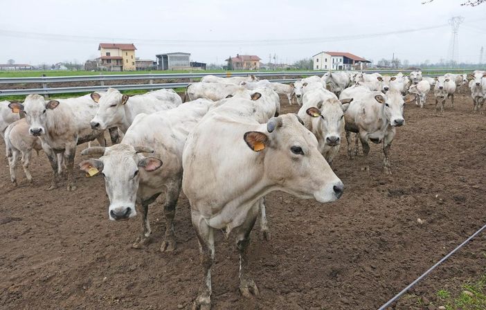 Un piano straordinario per gli allevamenti bovini. Confagricoltura lo chiede alla Regione Un piano straordinario per gli allevamenti bovini. Confagricoltura lo chiede alla Regione