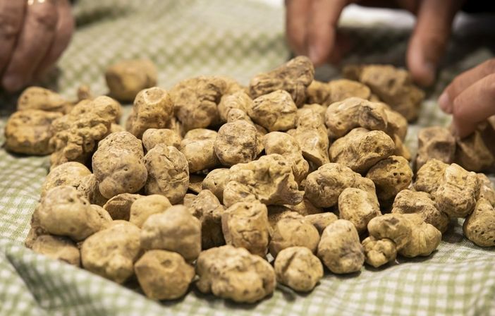 Tartufo bianco (foto d'archivio) Tartufo bianco (foto d'archivio)