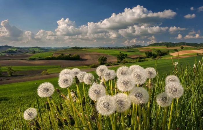 Primavera nel Nord Astigiano ritratta da Enzo Isaia Primavera nel Nord Astigiano ritratta da Enzo Isaia
