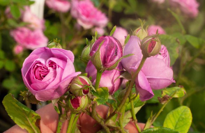 Una delle antiche rose del Roseto della Sorpresa, centifolia Petite de Hollande del XVII secolo