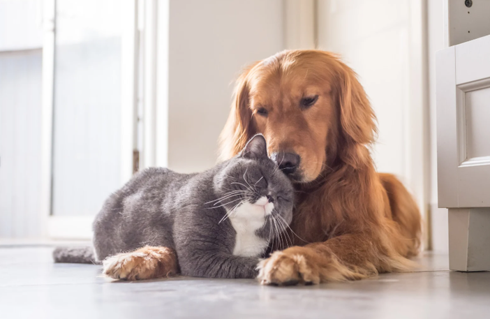 Maltrattamento animali: via libera definitivo a nuove norme e pene severe