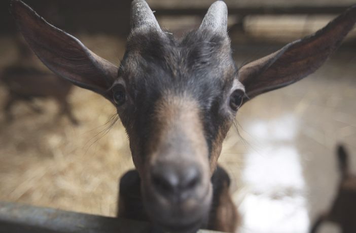 Vacanze Astigiane tra i casari del Roccaverano in festa