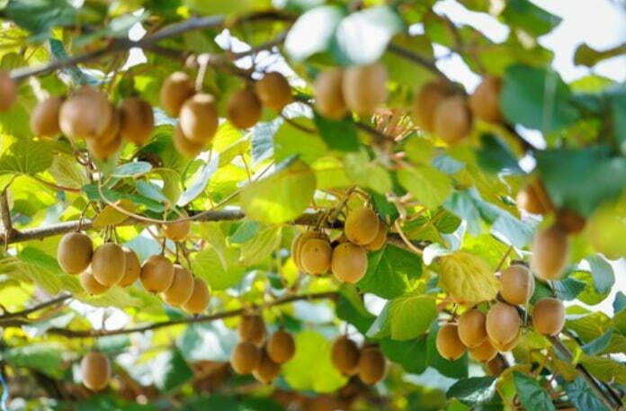 Al Castello di Lagnasco si presentano il nuovo kiwi giallo Haegeum e le pesche resistenti alla sharka