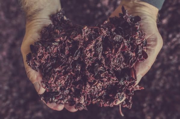 Vinacce pronte a diventare illuminanti distillati