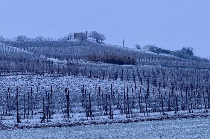 Una vigna imbiancata a San Martino Alfieri (immagine tratta dal canale telegram di Dati Meteo Asti) Una vigna imbiancata a San Martino Alfieri (immagine tratta dal canale telegram di Dati Meteo Asti)