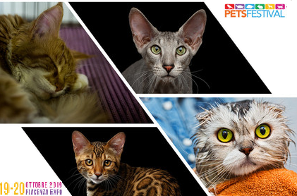 Partecipa al contest “Il misterioso mondo felino” con Petsfestival Partecipa al contest “Il misterioso mondo felino” con Petsfestival