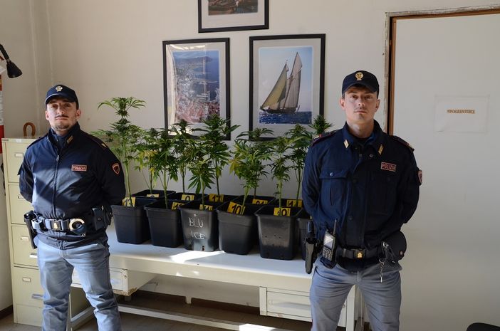 Pregiudicato astigiano denunciato per la coltivazione di 16 piantine di marijuana