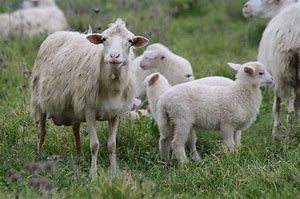 Immagine generica di archivio Immagine generica di archivio