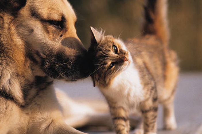 Nasce il Tavolo permanente di confronto tra Garante degli animali e le associazioni