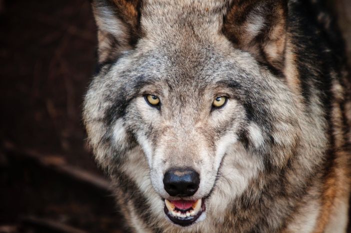 Apre il bando regionale a sostegno degli allevatori piemontesi per la protezione del bestiame dalla fauna selvatica
