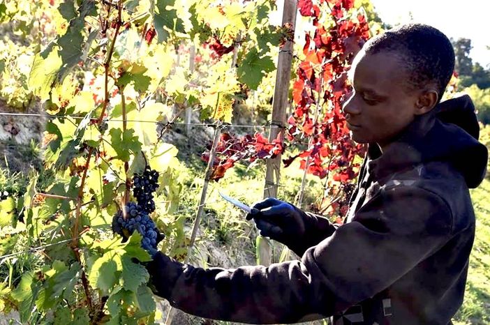 Cia Asti lancia &quot;Migranti in campo&quot;, progetto pilota con Piam per superare la carenza di manodopera