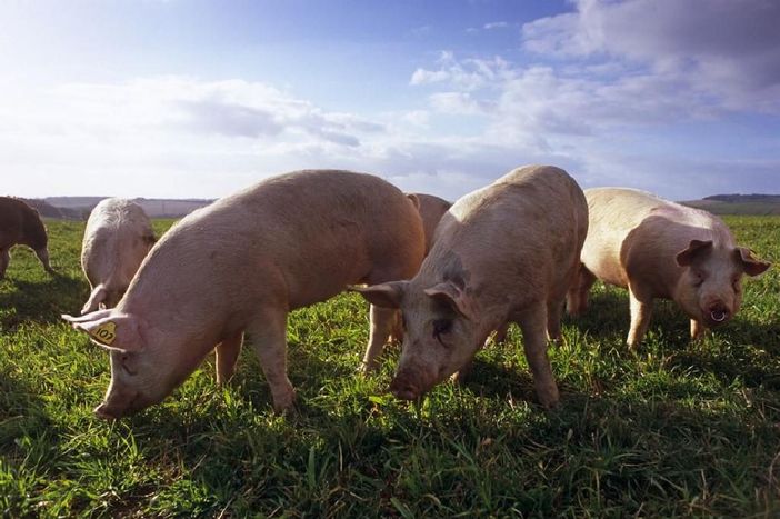 Peste suina: Coldiretti Piemonte chiede un cambio di passo per evitare di abbattere senza motivo i maiali sani Peste suina: Coldiretti Piemonte chiede un cambio di passo per evitare di abbattere senza motivo i maiali sani