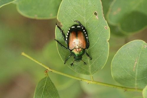 Allarme Popillia japonica: Confagricoltura chiede interventi urgenti Allarme Popillia japonica: Confagricoltura chiede interventi urgenti