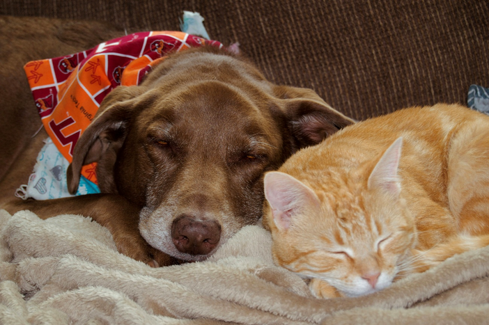 Cani e gatti smarriti. Perché succede più spesso di quanto si pensi in città