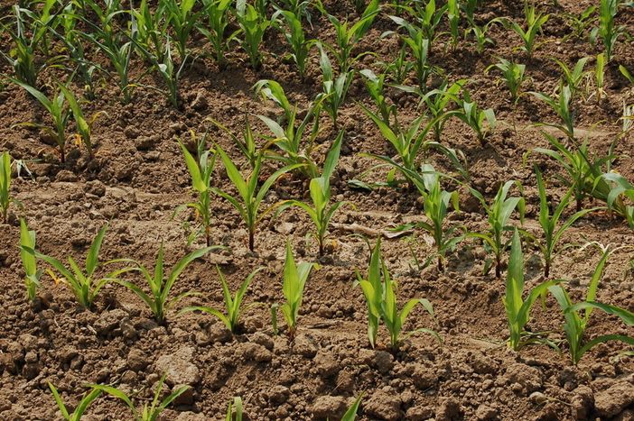 Piemonte: 756 milioni di euro per lo sviluppo rurale e la sostenibilità ambientale Piemonte: 756 milioni di euro per lo sviluppo rurale e la sostenibilità ambientale