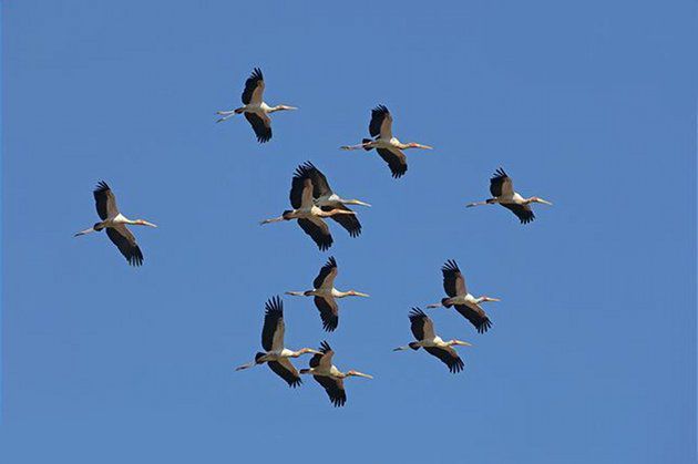 Le cicogne immortalate dal nostro collaboratore Davide Palazzetti