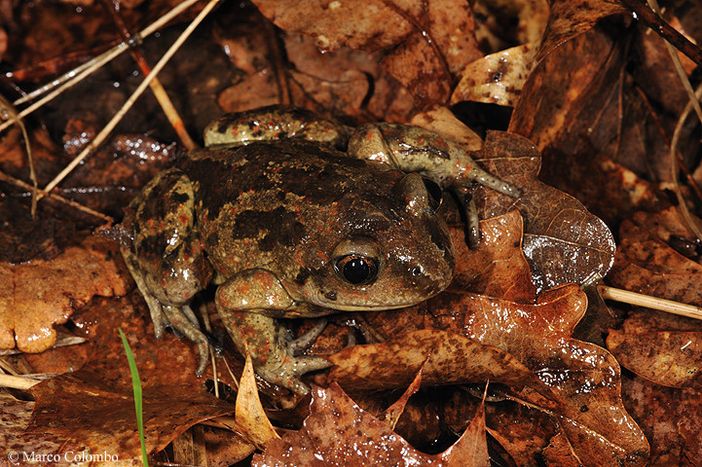Un esemplare di Pelobate fuscus insubricus (rospo delle vanghe) - Foto di Marco Colombo Un esemplare di Pelobate fuscus insubricus (rospo delle vanghe) - Foto di Marco Colombo
