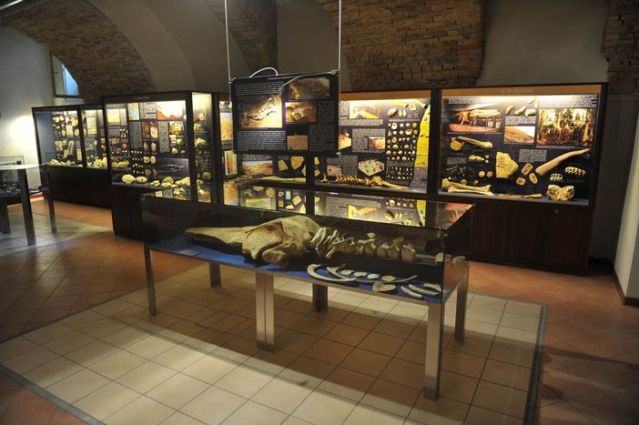 Una delle sale del Museo Paleontologico Una delle sale del Museo Paleontologico
