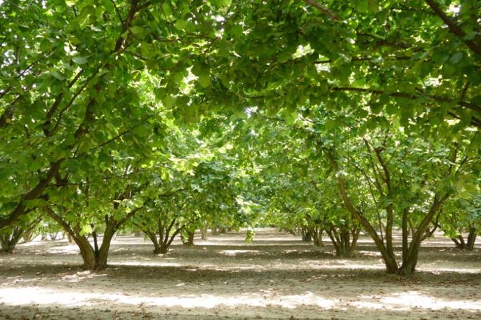 Verde pubblico, Ambiente Asti interroga l'amministrazione sul Piano del Verde