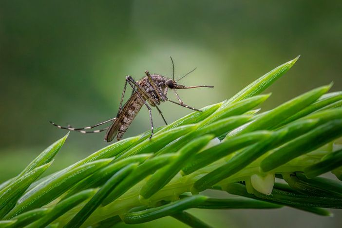 Tieni lontane le zanzare dal tuo giardino con Brillantia Tieni lontane le zanzare dal tuo giardino con Brillantia
