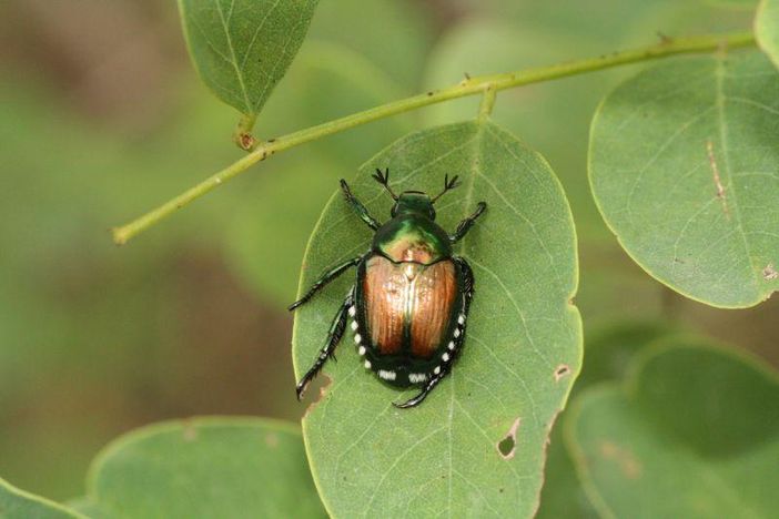 Lotta alla Popillia japonica: aperto bando regionale per le reti anti insetto