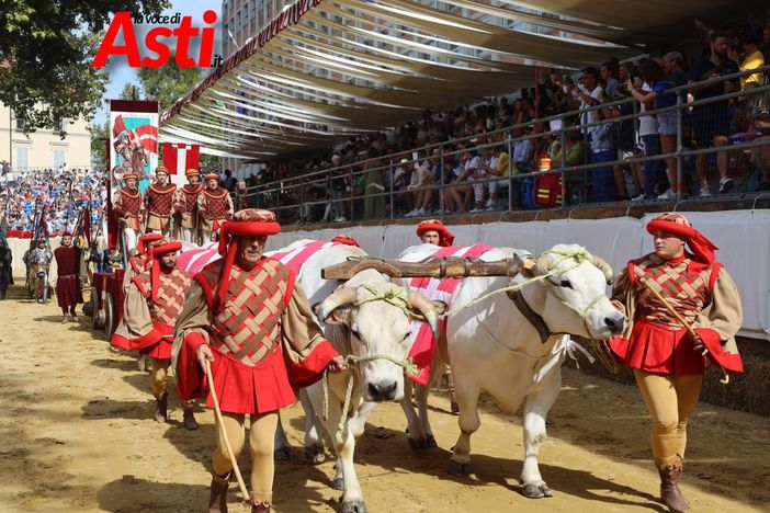 I buoi per il Carroccio del Palio arriveranno dal Vercellese con otto addetti esperti I buoi per il Carroccio del Palio arriveranno dal Vercellese con otto addetti esperti