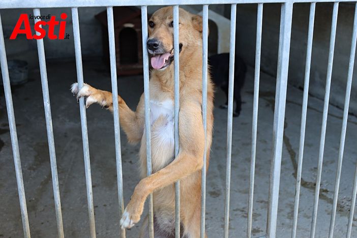 Il canile di Quarto (Merphefoto) Il canile di Quarto (Merphefoto)