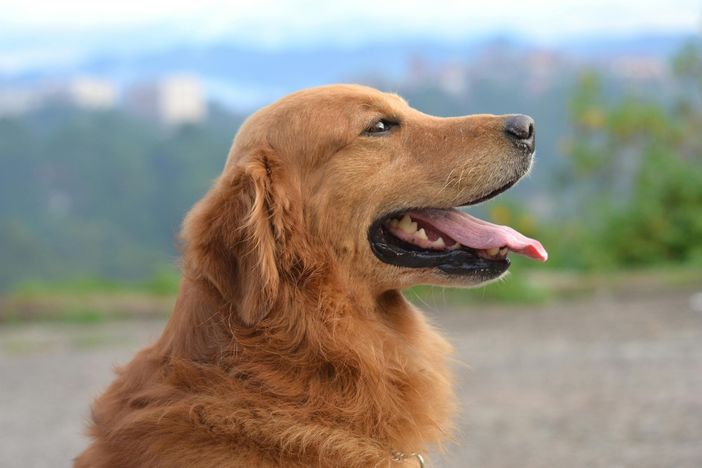 Moncalvo: 5° raduno di Golden retriever e una giornata indimenticabile per gli amanti di questa straordinaria razza Moncalvo: 5° raduno di Golden retriever e una giornata indimenticabile per gli amanti di questa straordinaria razza