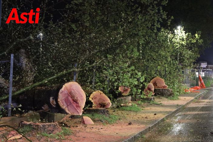Platani abbattuti: oggi un agronomo in città per analizzare i ceppi e verificare lo stato di salute. Al via la richiesta di risarcimento per "ecocidio" Platani abbattuti: oggi un agronomo in città per analizzare i ceppi e verificare lo stato di salute. Al via la richiesta di risarcimento per "ecocidio"