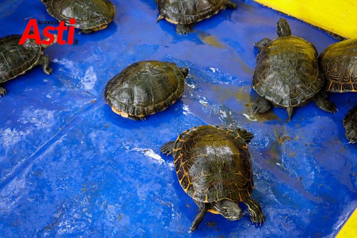 Le immagini della pulizia del laghetto (Merphefoto)