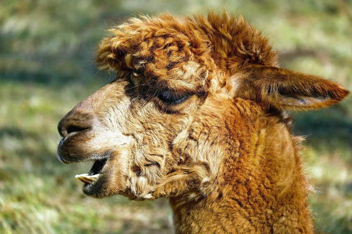 Una merenda speciale con gli alpaca per i 21 anni di solidarietà di Oremi