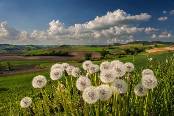 Primavera e Astigiano Ph Enzo Isaia Primavera e Astigiano Ph Enzo Isaia