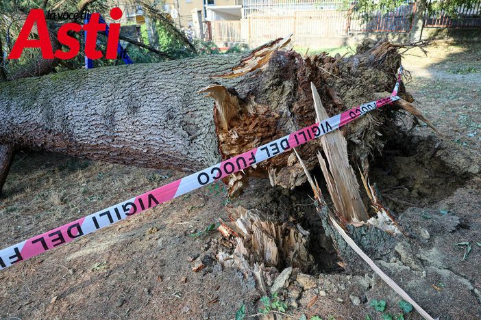 Alberi caduti ad Asti, Briccarello attacca la maggioranza: “Non sono colpevoli le piante, ma anni di incuria”. Interpellanza della minoranza [VIDEO]