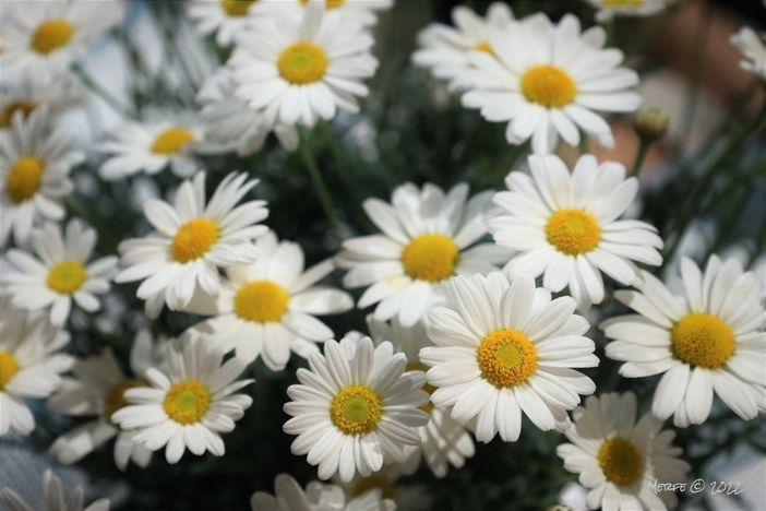 Foto di Merfephoto Foto di Merfephoto