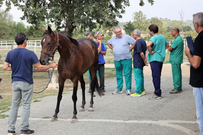 Palio di Asti: gli esiti delle prime visite veterinarie [AGGIORNATO] - VIDEO